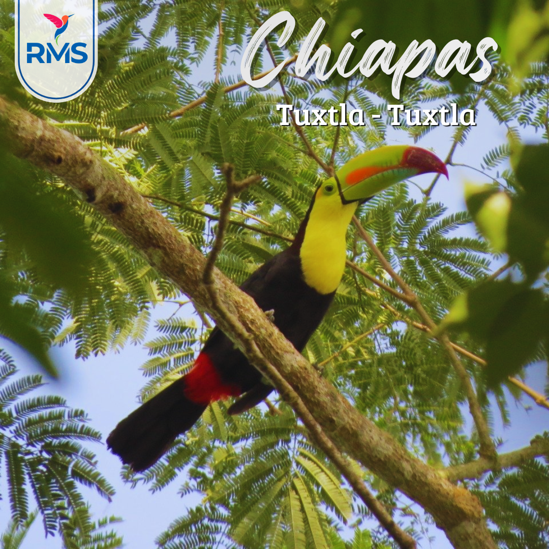 Tuxtla Gutiérrez - Tuxtla Gutiérrez 2x1