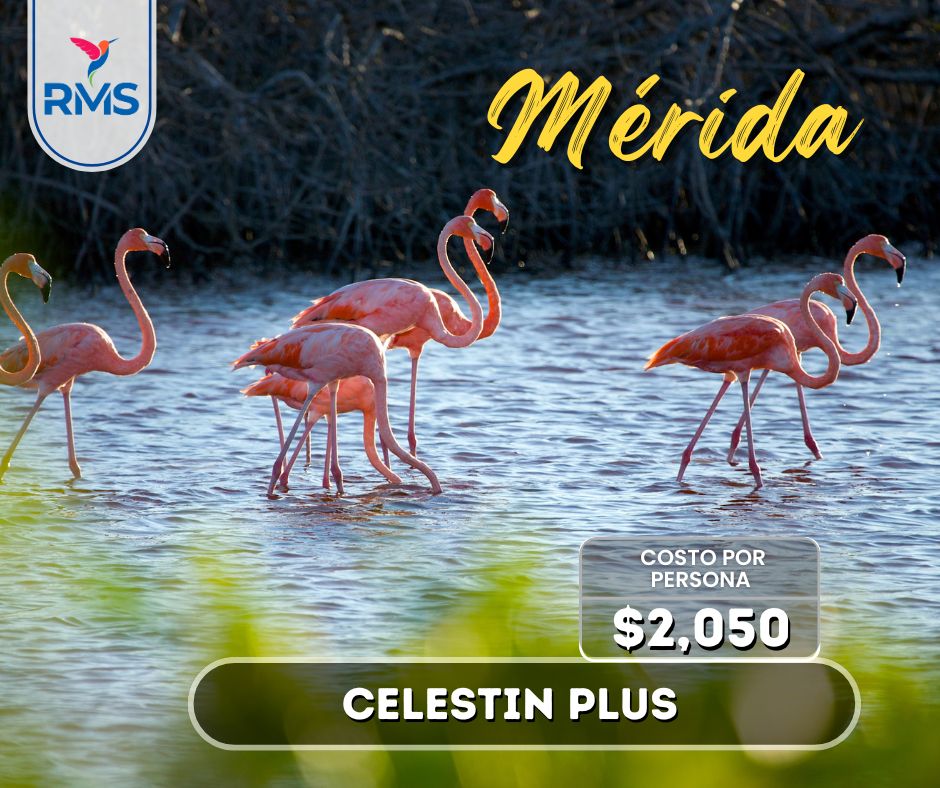 TOUR CELESTÚN PLUS