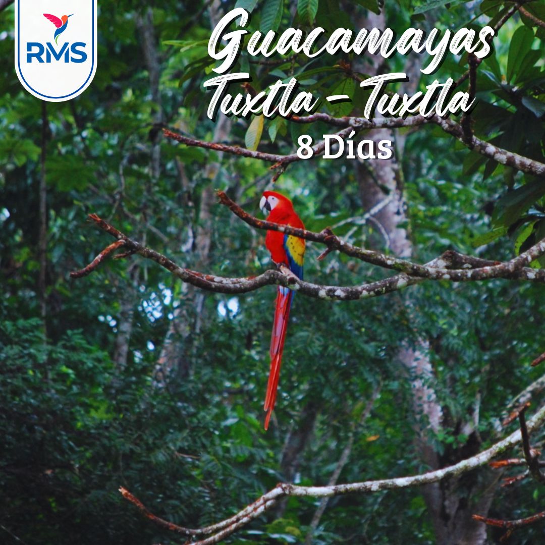 GUACAMAYAS 8 DIAS, TGZ-TGZ