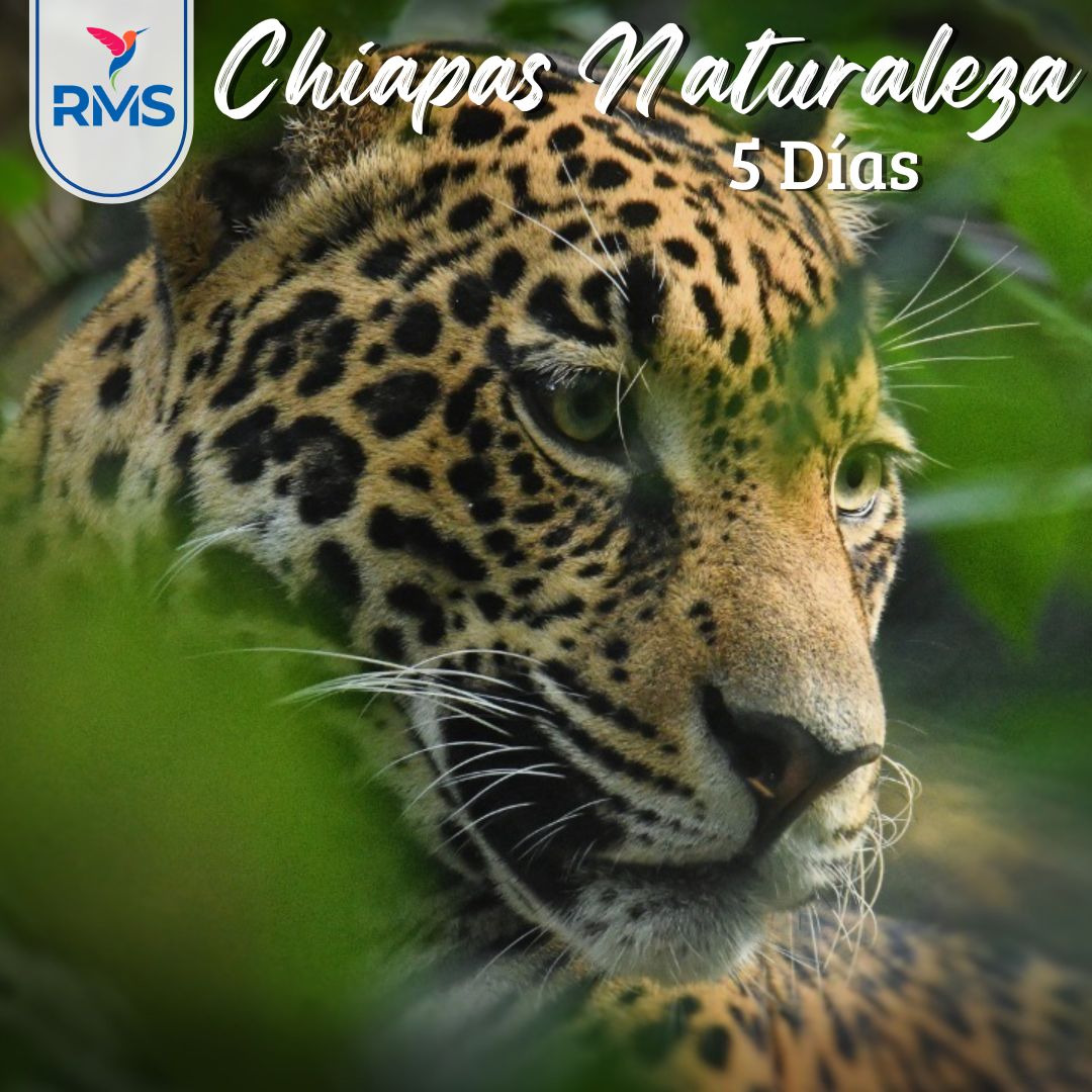 CHIAPAS NATURALEZA 5 & 4 NOCHES