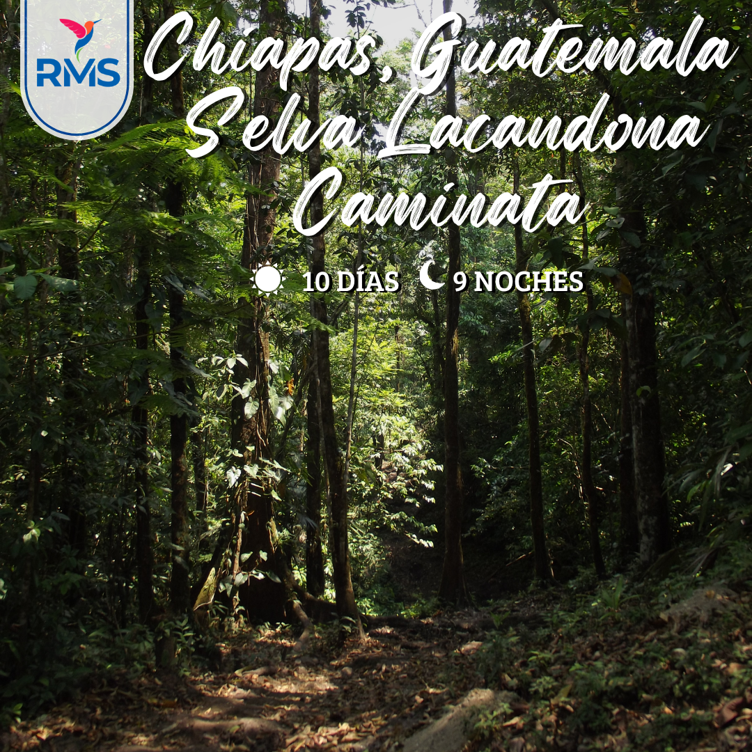 10 DIAS & 9 NOCHES-CHIAPAS, GUATEMALA, SELVA LACANDONA, CAMINATA