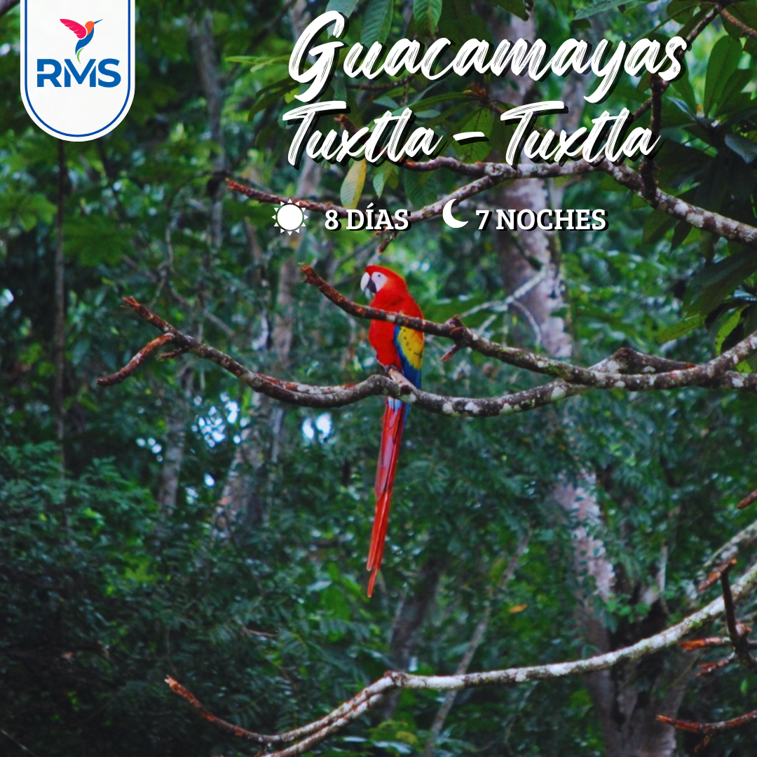 GUACAMAYAS 8 DIAS, TGZ-TGZ